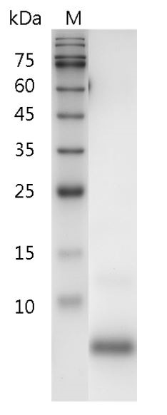 Recombinant TGF alpha (Transforming growth factor alpha), Human, AF