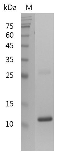 Recombinant TGF beta 1 (Transforming growth factor beta 1), Human, AF