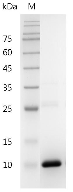 Recombinant TGF beta 2 (Transforming growth factor beta 2), Human, AF