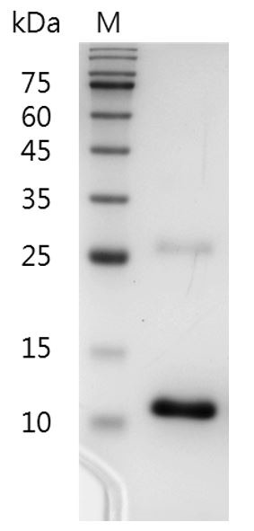 Recombinant TGF beta 3 (Transforming growth factor beta 3), Human, AF