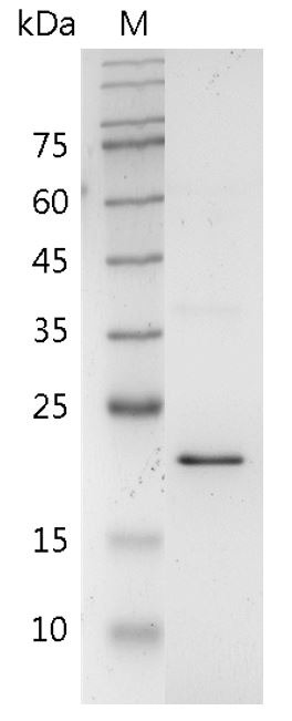 Recombinant TL1A (TNF-like ligand 1A), Human, AF