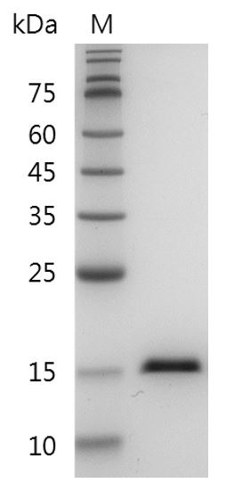 Recombinant TNF alpha (Tumor necrosis factor alpha), Human, AF