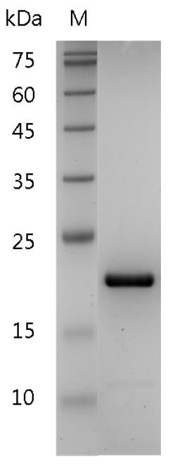 Recombinant TNF beta (Tumor necrosis factor beta), Human, AF