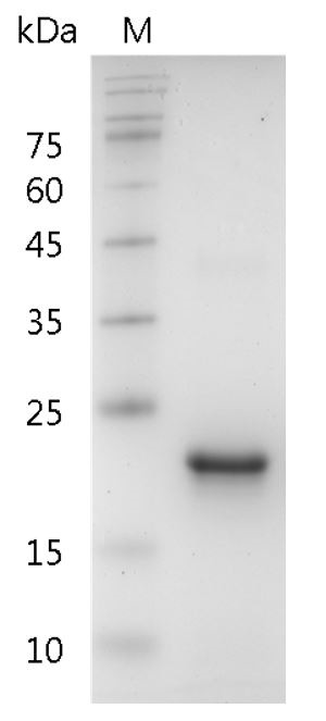 Recombinant TPO (Thrombopoietin), Human, AF