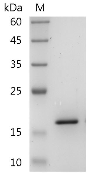 Recombinant TRAIL (TNF-related apoptosis-inducing ligand), Human, AF