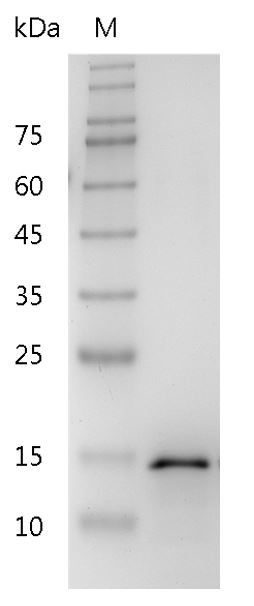 Recombinant TWEAK (TNF-related weak inducer of apoptosis), Human, AF