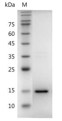 Recombinant VEGF121 (Vascular endothelial growth factor 121), Human, AF