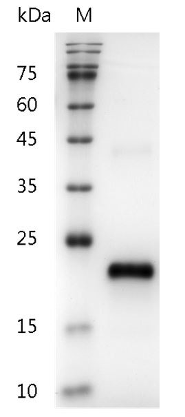 Recombinant VEGF165 (Vascular endothelial growth factor 165), Human, AF