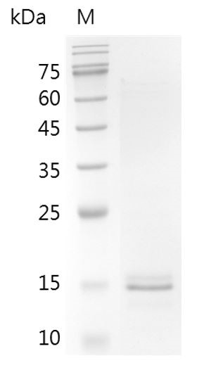 Recombinant Activin A, Human/Mouse/Rat, AF