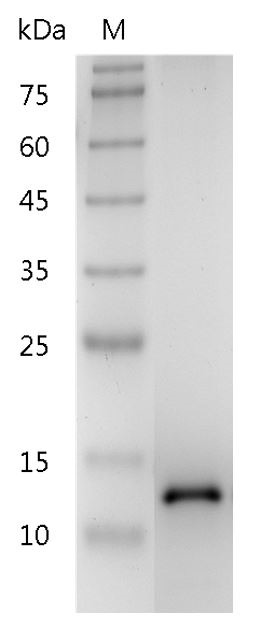 Recombinant BDNF (Brain-derived neurotrophic factor), Human/Mouse/Rat, AF