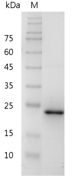 Recombinant 41BBL (41BB ligand), Mouse, AF