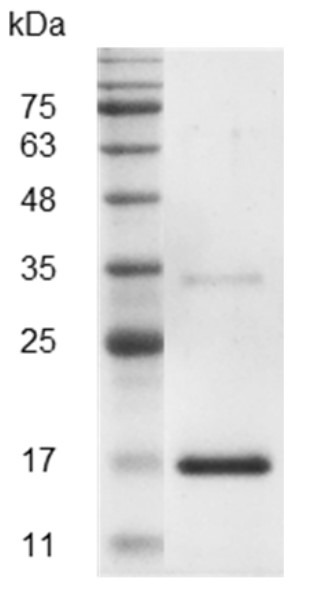 Recombinant Activin B, Mouse, AF