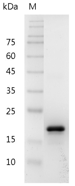 Recombinant BAFF (B-cell activating factor), Mouse, AF