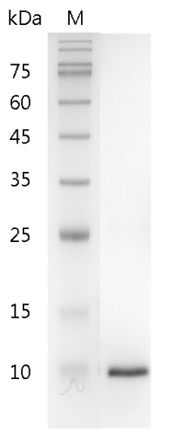 Recombinant beta-NGF (Nerve growth factor-beta), Mouse, AF