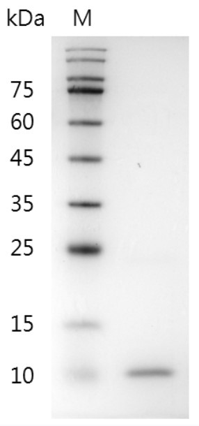 Recombinant BMP-4 (Bone morphogenetic protein-4), Mouse, AF