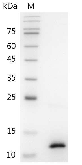 Recombinant CCL3 (C-C Motif Chemokine Ligand 3), Mouse, AF