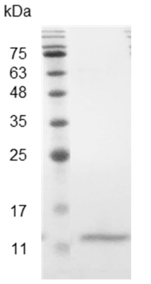 Recombinant CCL4 (C-C Motif Chemokine Ligand 4), Mouse, AF