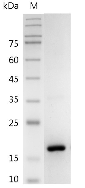 Recombinant CD27L (CD27 ligand), Mouse, AF