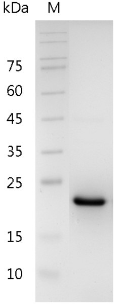 Recombinant CNTF (Ciliary neurotrophic factor), Mouse, AF