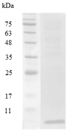 Recombinant CXCL1 (C-C motif chemokine ligand 1), Mouse, AF