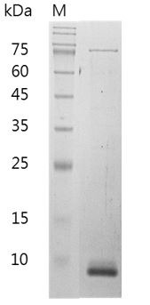 Recombinant CXCL11 (C-X-C motif chemokine 11), Mouse, AF