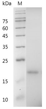 Recombinant CXCL12 (C-X-C motif chemokine 12), Mouse, AF