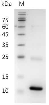 Recombinant CXCL16 (C-X-C motif chemokine 16), Mouse, AF