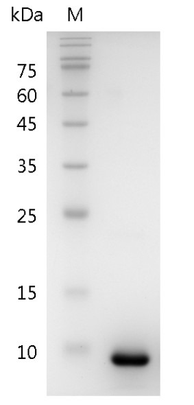 Recombinant CXCL2 (C-X-C motif chemokine 2), Mouse, AF