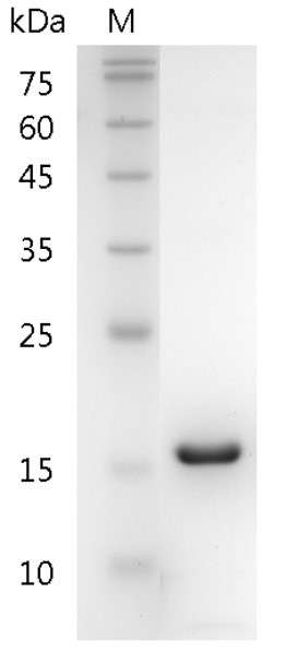 Recombinant CXCL5 (C-X-C motif chemokine 5), Mouse, AF