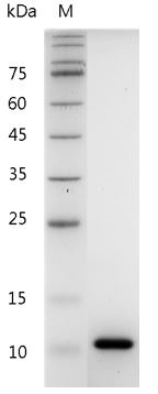 Recombinant CXCL7 (40-113) (C-X-C motif chemokine 7), Mouse, AF