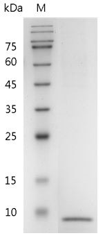 Recombinant CXCL7 (48-109) (C-X-C motif chemokine 7), Mouse, AF