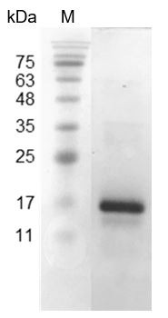 Recombinant CXCL9 (C-X-C motif chemokine 9), Mouse, AF