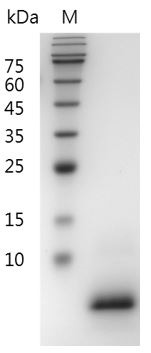 Recombinant EGF (Epidermal growth factor), Mouse, AF