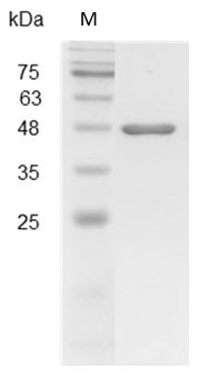 Recombinant ENO1, Mouse, AF