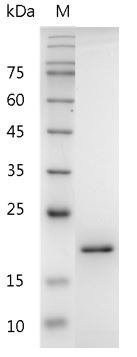 Recombinant FasL (Fas ligand), Mouse, AF