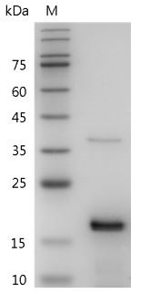 Recombinant FGF-2 (Fibroblast growth factor-basic), Mouse, AF