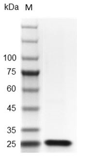 Recombinant FGF-21 (Fibroblast growth factor-21), Mouse, AF