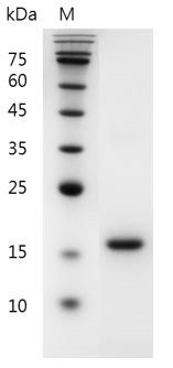 Recombinant Flt-3 Ligand (Fms-related tyrosine kinase-3 ligand), Mouse, AF