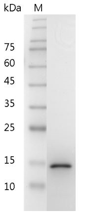 Recombinant GDNF (Glial-derived neurotrophic factor), Mouse, AF