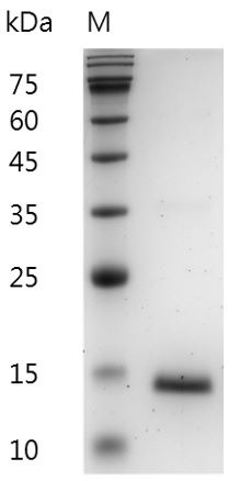 Recombinant GM-CSF (Granulocyte-macrophage colony-stimulating factor), Mouse, AF