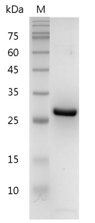 Recombinant HMGB1 (High mobility group box 1), Mouse, AF