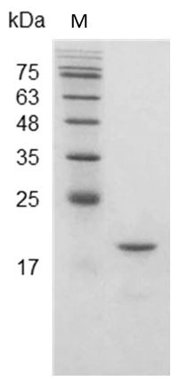 Recombinant IFN beta 1a (Interferon beta 1a), Mouse, AF