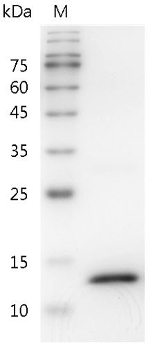 Recombinant IFN gamma (Interferon gamma), Mouse, AF