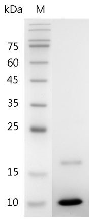 Recombinant IGF-I (Insulin-like growth factor-I), Mouse, AF