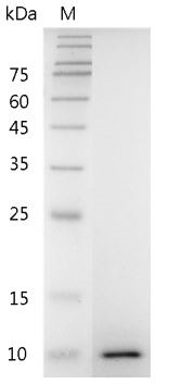 Recombinant IGF-II (Insulin-like growth factor-II), Mouse, AF