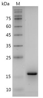 Recombinant IL-1 alpha (Interleukin-1 alpha), Mouse, AF