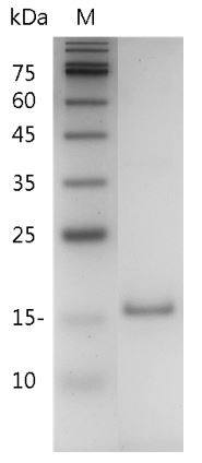 Recombinant IL-10 (Interleukin-10), Mouse, AF