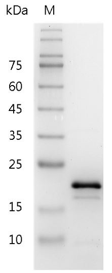 Recombinant IL-11 (Interleukin-11), Mouse, AF