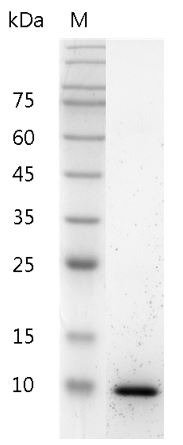 Recombinant IL-13 (Interleukin-13), Mouse, AF