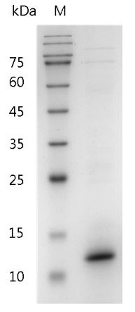 Recombinant IL-15 (Interleukin-15), Mouse, AF